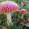 Amanita muscaria